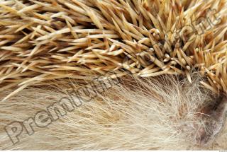 Hedgehog - Erinaceus europaeus 0032